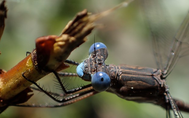A portrait of a California spreadwing shows eye shape common to damselflies. - PHOTO BY ANTHONY WESTKAMPER
