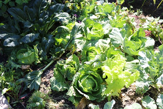Cabbage in Karen Shepherd and Bradley Thompson's food-producing garden. - IRIDIAN CASAREZ