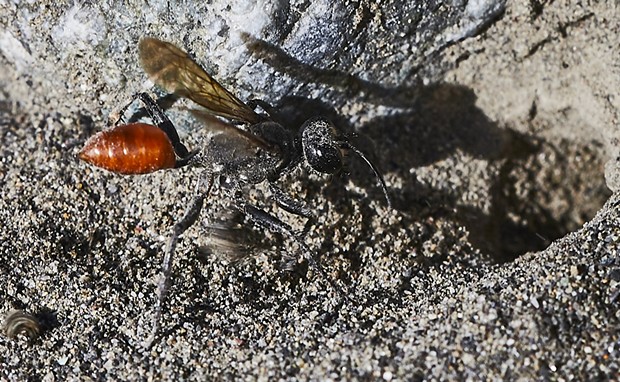 Prionyx wasp prepares a den in which she will deposit a paralyzed grasshopper and an egg to perpetuate her species. - PHOTO BY ANTHONY WESTKAMPER
