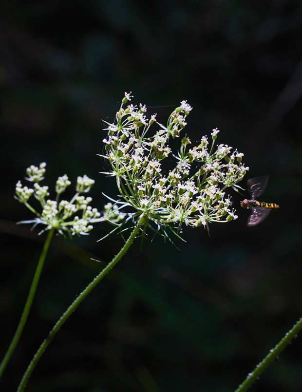 Hover fly approaches one of the last Queen Anne's lace of the year. - PHOTO BY ANTHONY WESTKAMPER