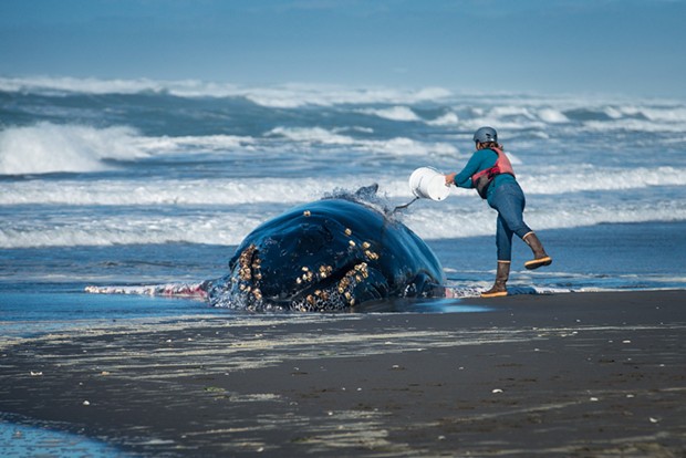 Helmet Allison Lui with HSU Marine Mammal Stranding Network throws sea water on a humpback whale that was found beached just north of Samoa, California on Wednesday. - MARK MCKENNA