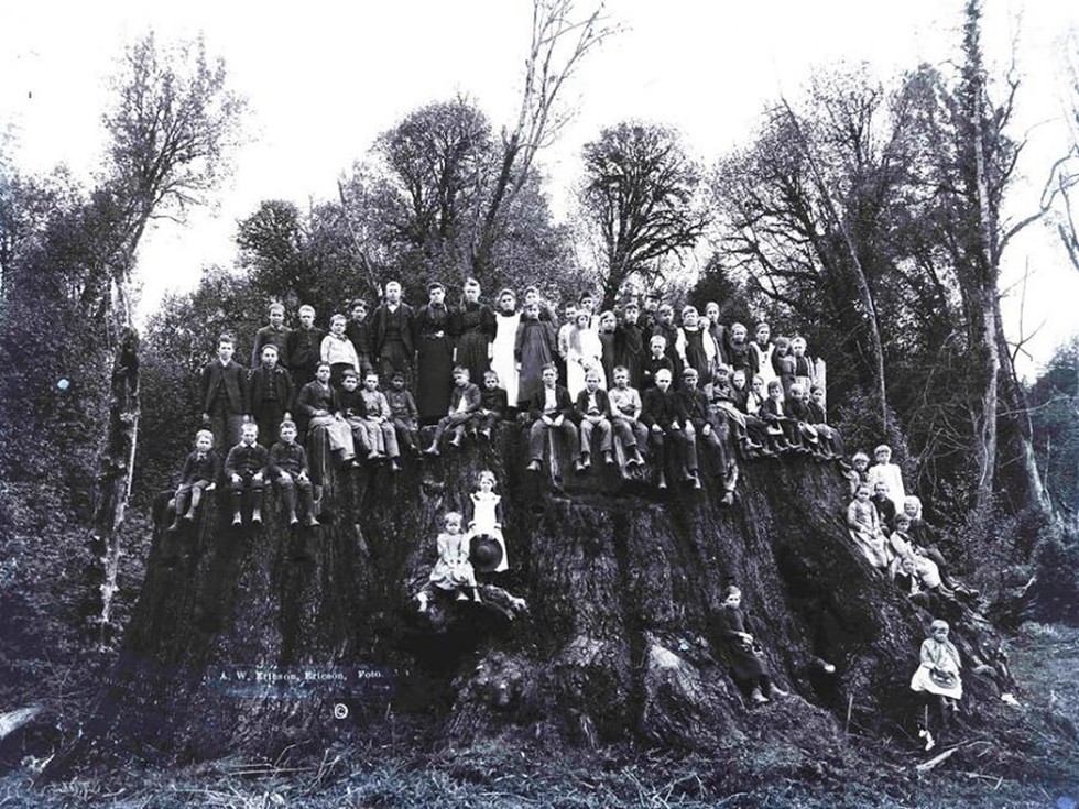 A group of school children stand on the Fieldbrook Giant's stump.