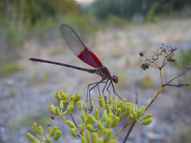 American rubyspot led me a merry chase on a gimpy ankle. - PHOTO BY ANTHONY WESTKAMPER