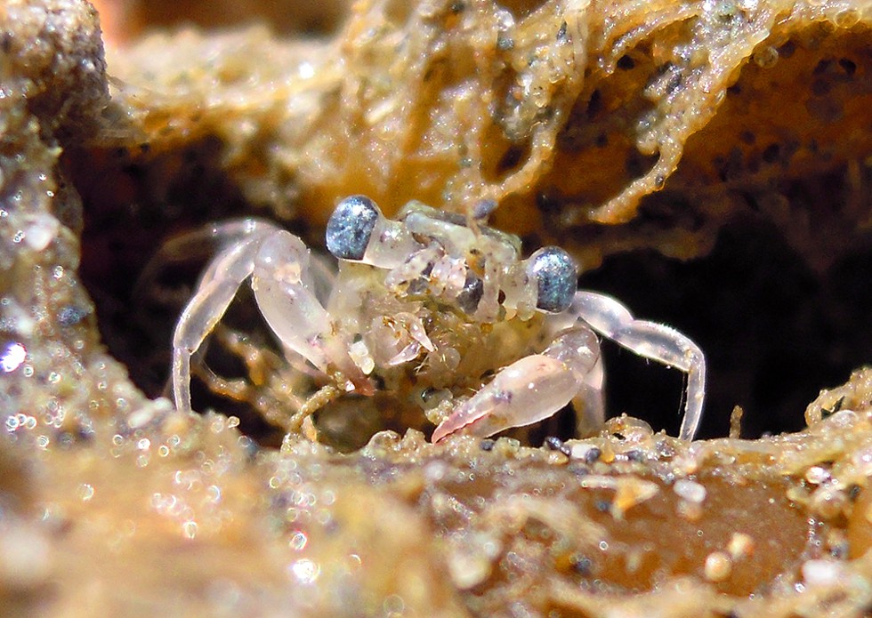 Larval crab. - PHOTO BY MIKE KELLY.