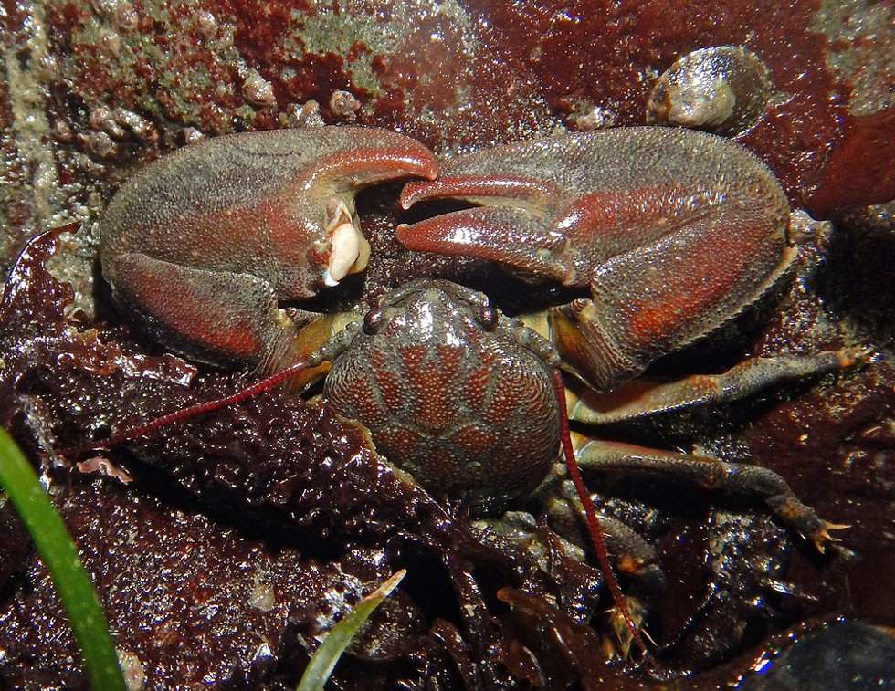 Porcelain crab. - PHOTO BY MIKE KELLY.