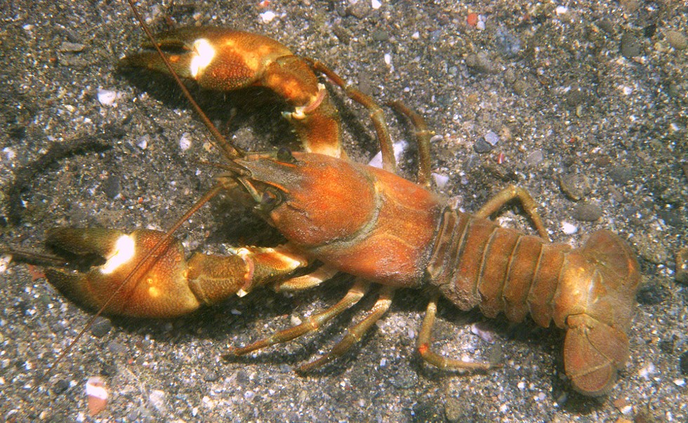 American signal crayfish. - PHOTO BY MIKE KELLY.