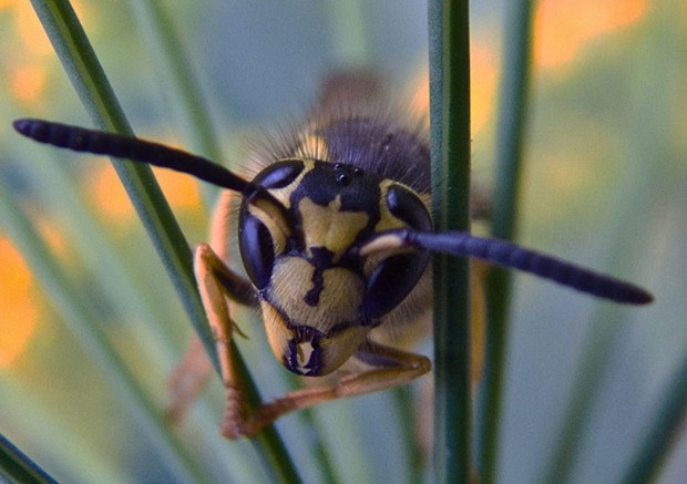 This yellow jacket didn't seem to mind getting right down into her face. - PHOTO BY ANTHONY WESTKAMPER