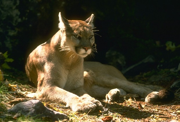College of the Redwoods is alerting staff and students about a mountain lion sighting. - CALIFORNIA DEPARTMENT OF FISH AND WILDLIFE/FILE
