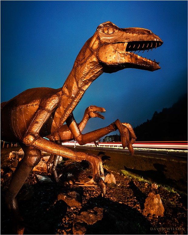 The Raptors contemplate the wisdom of crossing US 101. Car light streaks along the freeway are evidence that the Raptors might have been seen by passing motorists, but I have heard no reports. Humboldt County, California on March 6, 2020. - DAVID WILSON