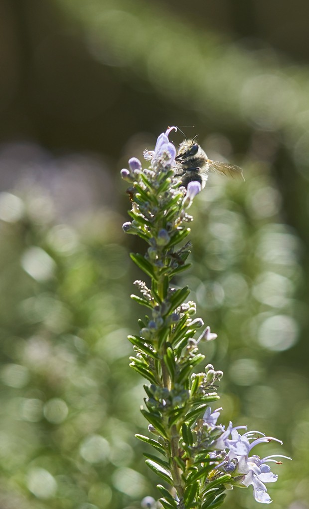 Fuzzy Anthrophora pacifica work diligently, harvesting pollen and nectar from rosemary. - PHOTO BY ANTHONY WESTKAMPER