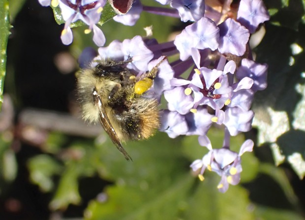 Considerably smaller than a honeybee tiny bumblebees service ceanothus in Humboldt Hill. - PHOTO BY ANTHONY WESTKAMPER
