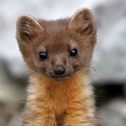 A young Humboldt marten. - COURTESY OF EPIC
