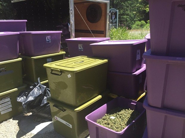 Marijuana, found during a traffic stop near Miranda in Humboldt County, shown in an open tote. - SUBMITTED BY REDHEADED BLACKBELT READER.