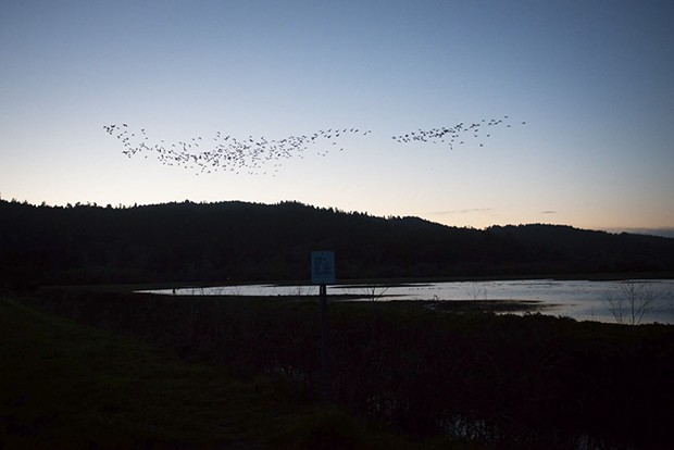 Migrating geese take to the sky early Sunday morning from the Humboldt Bay National Wildlife Refuge. - MARK MCKENNA