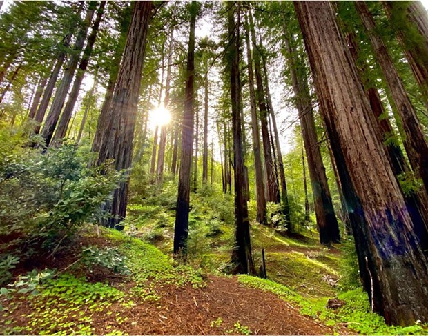 Majestic redwoods. - ROWDY KELLEY/HUMBOLDT GEOGRAPHIC