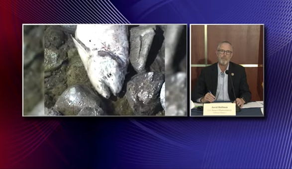 1)	North Coast Rep. Jared Huffman introduces his Congressional subcommittee on Water, Oceans and Wildlife’s forum on the Klamath River as slides from the 2002 fish kill roll beside him. - SCREENSHOT FROM KEET’S LIVE BROADCAST