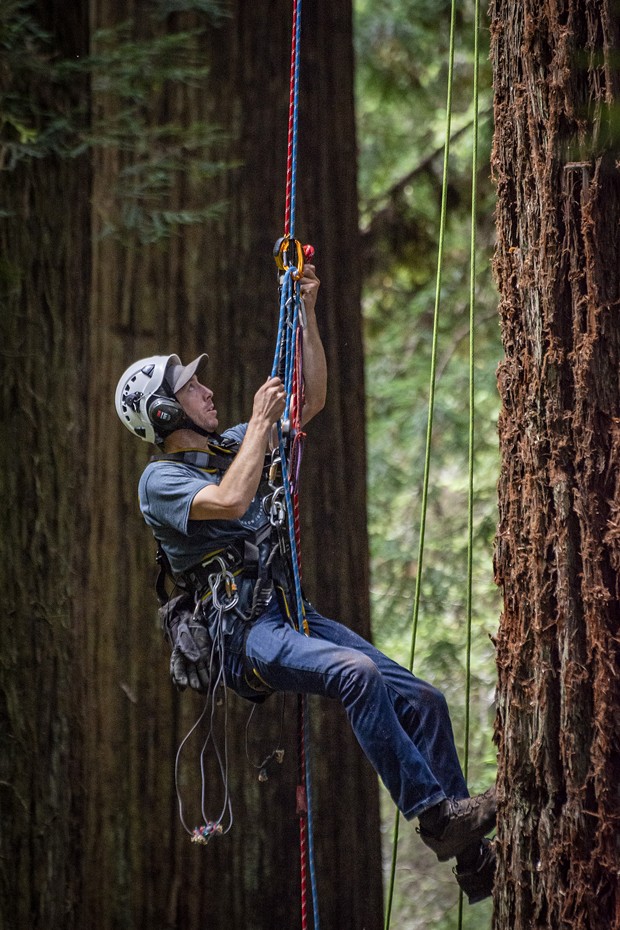 One of the Synergo aerial construction workers uses a special technique using ascenders to climb a rope and return to  where a platform is being installed for the Redwood Sky Walk. - PHOTO BY MARK LARSON