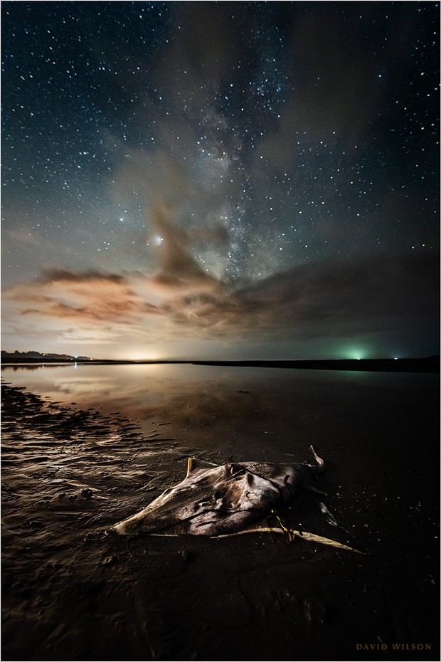The lifeless ray lay on the shore with its tail still in the water. Above, the Milky Way, with Jupiter and Saturn, marked its passage in a night-long vigil. - PHOTO BY DAVID WILSON