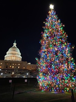 This year, the nation viewed the lighting of the U.S. Capitol Christmas Tree virtually. - USDA FOREST SERVICE