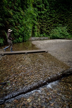Walking up the small creek in Fern Canyon when seasonal bridges were available. - PHOTO BY MARK LARSON