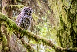 Sighting a young Barred Owl along the Ossagon Trail was a special treat on a August hike. - PHOTO BY MARK LARSON