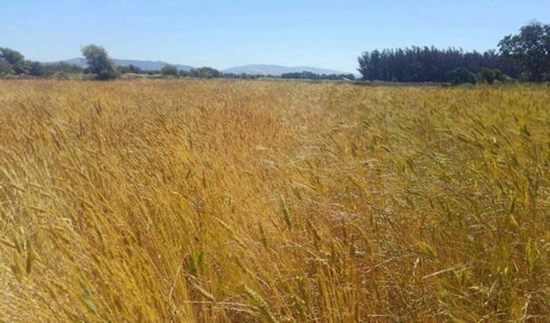 Akmolinka (left) and Sonora (right) wheat growing on Mai Nguyen’s farm in Sebastopol, California. - COURTESY OF MAI NGUYEN