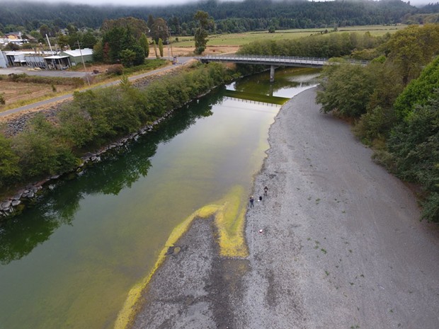 Cyanobacteria, also known as blue-green algae, was confirmed in samples taken on the Mad River last year by Blue Lake Rancheria scientists. Cyanobacteria is considered harmful to people and pets and should be avoided. - PHOTOS SUBMITTED BY BLUE LAKE RANCHERIA.
