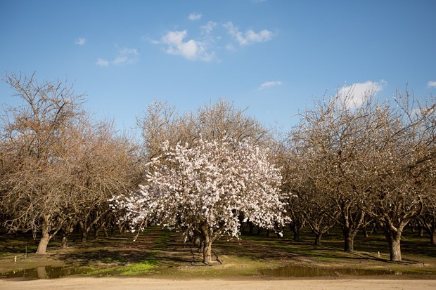 Almond trees begin to blossom in Shafter on Feb 16, 2021. Almonds come from the pits of drupes which is the fruit grown from almond trees. They are in the same classification as peach trees. - PHOTO BY SHAE HAMMOND FOR CAL MATTERS