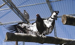 The mentor bird opens his wings as A2 sits atop the enclosure. - PHOTO COURTESY OF MATT MAIS/YUROK TRIBE