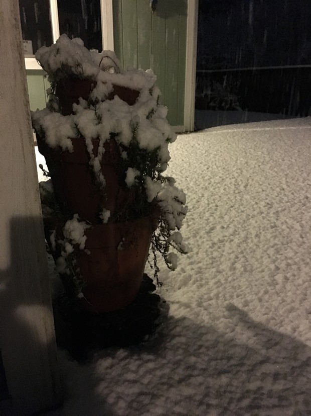 McKinleyville with a fresh blanket of powdery snow around midnight Feb. 9, 2019. - THADEUS GREENSON