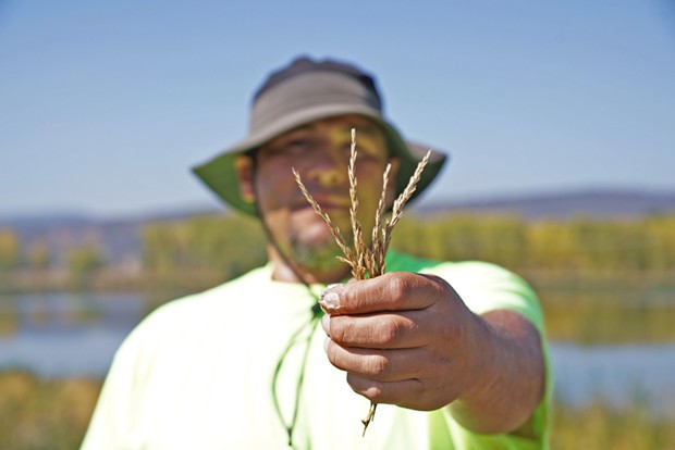 Benjamin Hunsucker holds up some seeds collected for harvest. - MATT MAIS/YUROK TRIBE