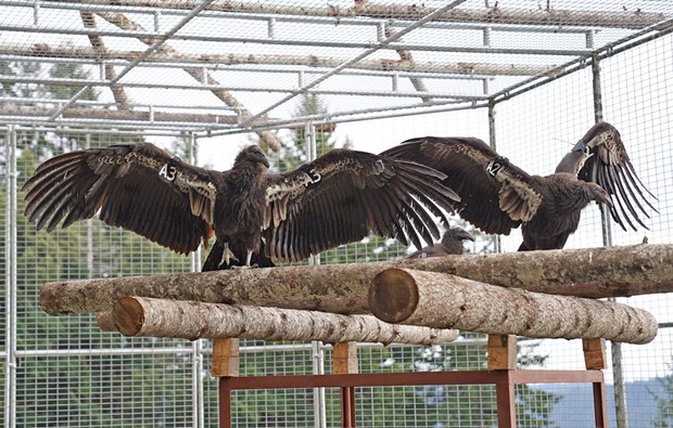 The first two condors were released one year ago today, A3 and A2. - COURTESY OF THE YUROK TRIBE