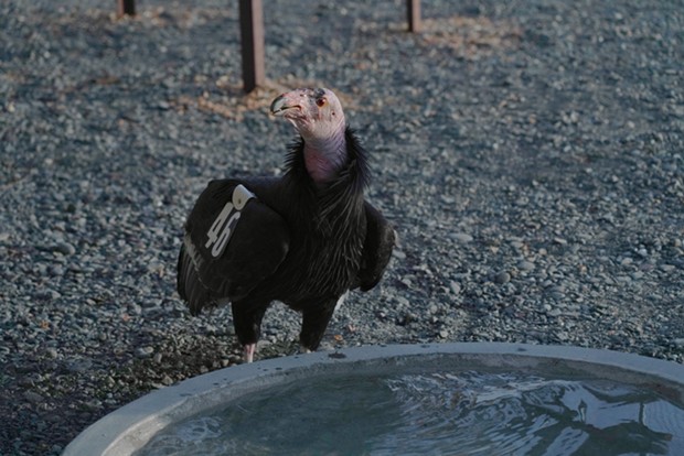 The mentor condor at the release enclosure's pool. - YUROK TRIBE FACEBOOK PAGE