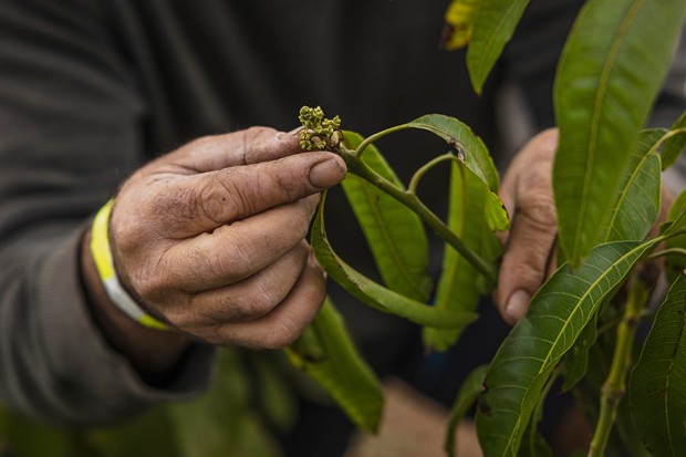 Gary Gragg examines buds on one of the mango plants he's growing in the Sacramento Valley. - PHOTO BY RAHUL LAL, CALMATTERS
