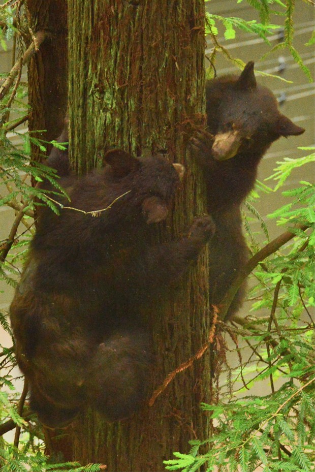 Noni and Tule climb a tree in their habitat. - COURTESY OF THE SEQUOIA PARK ZOO