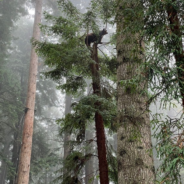 Noni takes to the top of a tree earlier this year. - SEQUOIA PARK ZOO FACEBOOK PAGE