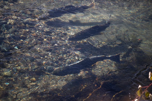 Chinook salmon swimming along the Scott River on Oct. 30. - PHOTO BY LARRY VALENZUELA, CALMATTERS/CATCHLIGHT LOCAL