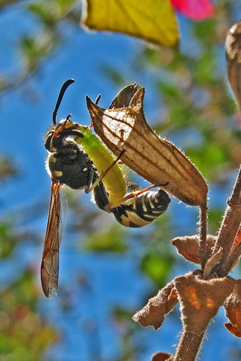 A potter wasp prepares to make baby food of a caterpillar. - ANTHONY WESTKAMPER