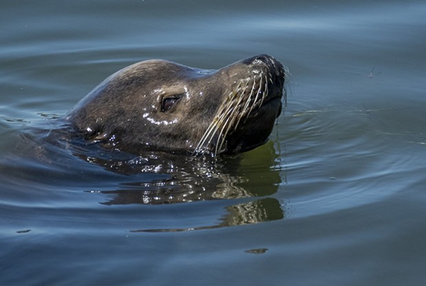 The sea lion in Klopp Lake on Aug. 26. - MARK LARSON