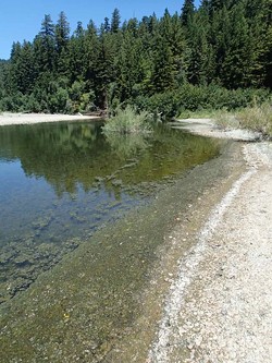 Example of a potentially toxic bloom of cyanobacteria. - PHOTO BY RICH FADNESS AND KEITH BOUMA-GREGSON, NORTH COAST REGIONAL WATER QUALITY CONTROL BOARD (NCRWQCB)