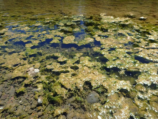 Anabaena, a toxin-producing cyanobacteria, in and around dying green algae. - PHOTO BY RICH FADNESS, NCRWQCB