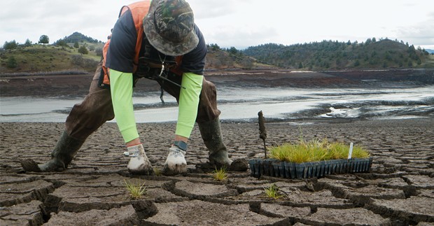 A tribal ecologist plants native starts in the newly exposed mudflat  of a former reservoir. - PHOTO COURTESY OF SWIFTWATER FILMS