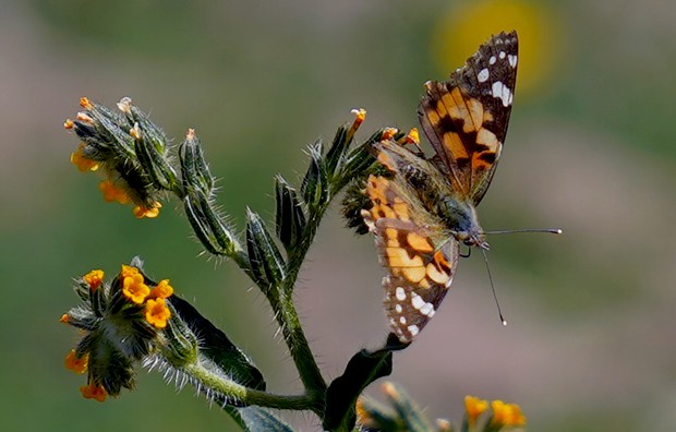 A recently planted blossoming Menzie's fiddleneck attracts a painted lady butterfly as a part of an effort to add small flowering plants to the landscape that will aid pollinators. - PHOTO BY MATT MAIS/YUROK TRIBE