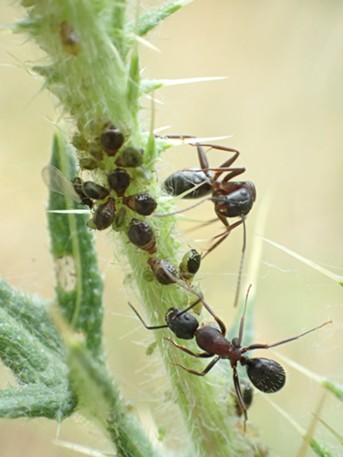 Ants herding aphids. - ANTHONY WESTKAMPER
