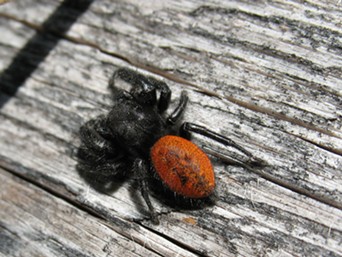 Red backed jumping spiders are cute little buggers.