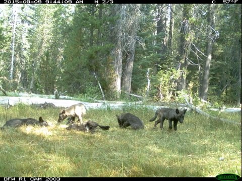 Wolf pups frolic in Siskiyou County - CALIFORNIA DEPARTMENT OF FISH AND WILDLIFE