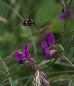 The pollinating bee fly. Helpful, but not cute. - ANTHONY WESTKAMPER