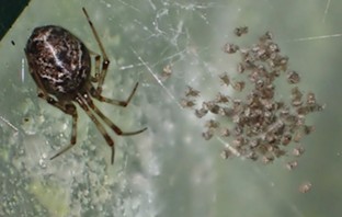 An American house spider may leave something in the web for her little ones. - ANTHONY WESTKAMPER