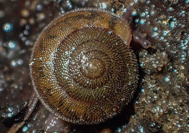 The fuzzy spiny snail. - ANTHONY WESTKAMPER
