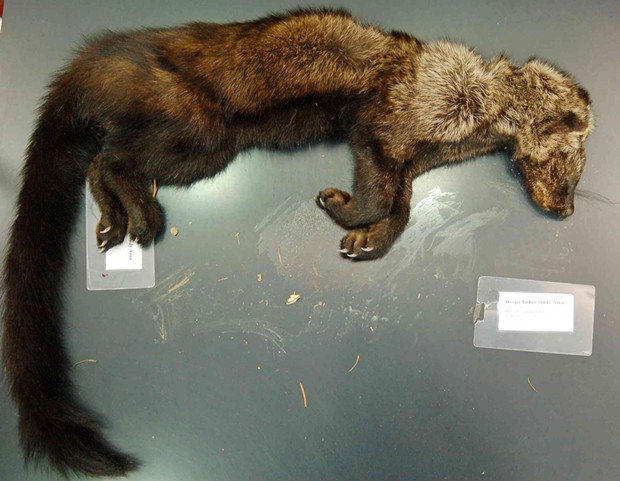 The body of a fisher that researchers say was poisoned by rodenticides found at an illegal marijuana grow. - UC DAVIS